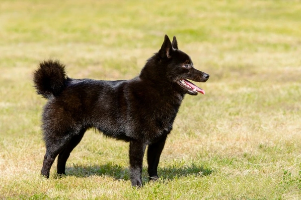 Šiperka Dogs Informace - velikost, povaha, délka života & cena | iFauna