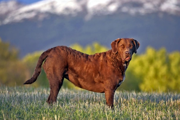 Chesapeake Bay retrívr Dogs Plemeno / Druh: Povaha, Délka života & Cena | iFauna