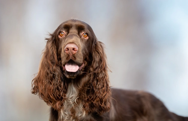 Field Spaniel Dogs Raza - Características, Fotos & Precio | MundoAnimalia