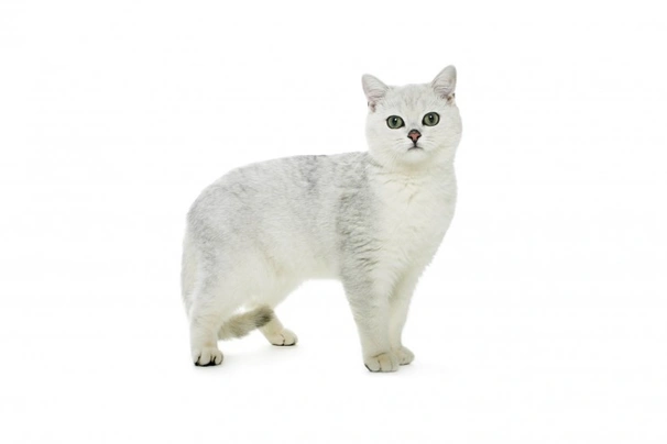 British Shorthair Cats Breed - Information, Temperament, Size & Price | Pets4Homes