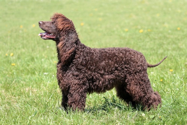 Ierse Water Spaniel Dogs Ras: Karakter, Levensduur & Prijs | Puppyplaats