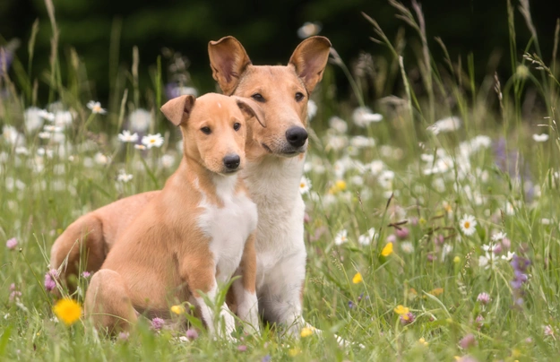 Kolie krátkosrstá Dogs Plemeno / Druh: Povaha, Délka života & Cena | iFauna