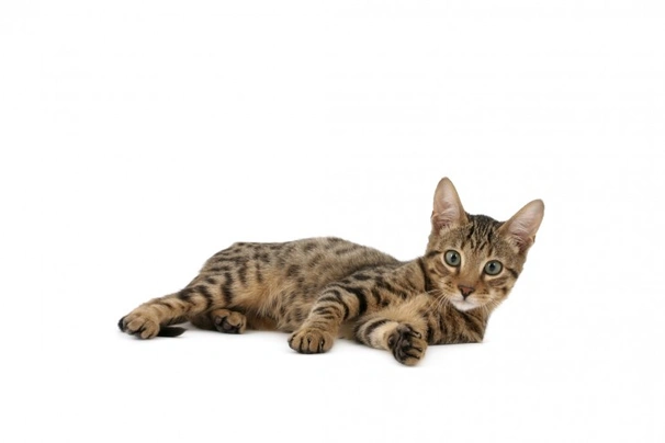 Serengeti Cats Breed - Information, Temperament, Size & Price | Pets4Homes