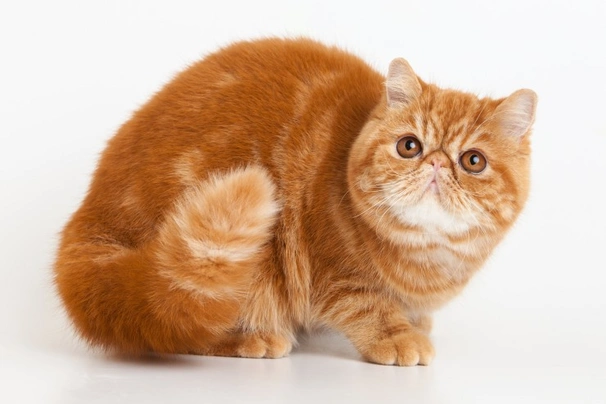 Exotic shorthair Cats Razza - Prezzo, Temperamento & Foto | AnnunciAnimali