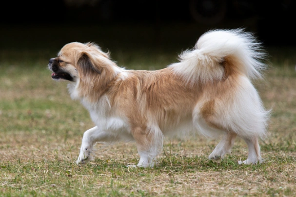 Tibetan 2024 cocker spaniel