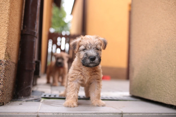 Soft haired store wheaten terrier puppy