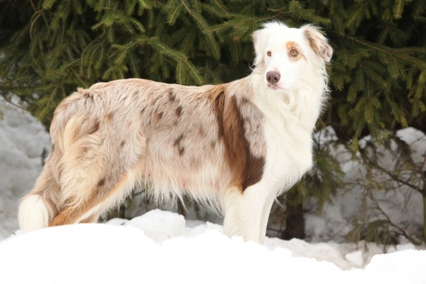 Gold and best sale white border collie