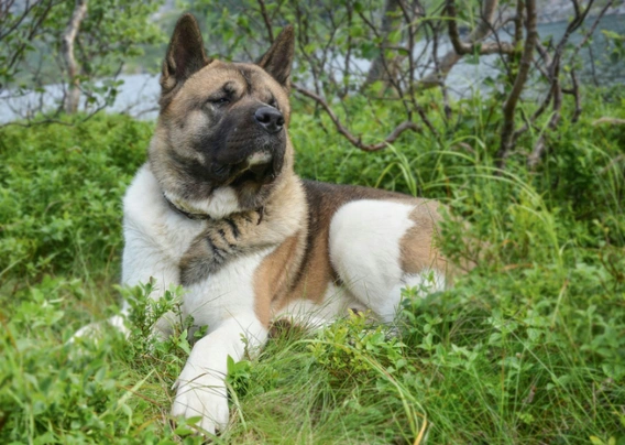 Americká akita Dogs Informace - velikost, povaha, délka života & cena | iFauna