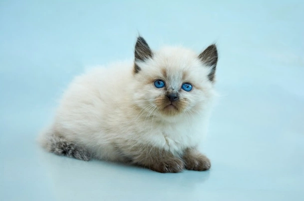 Balinese Cats Breed - Information, Temperament, Size & Price | Pets4Homes