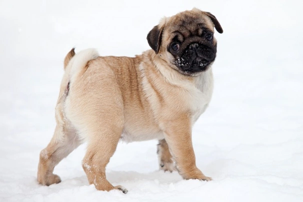 Pug Dogs Breed - Information, Temperament, Size & Price | Pets4Homes