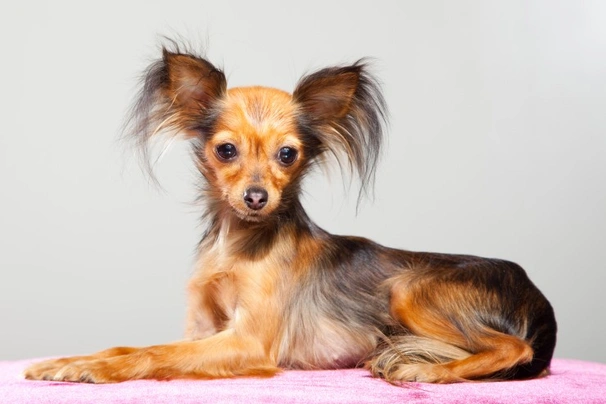 Russian Toy Terrier Dogs Breed