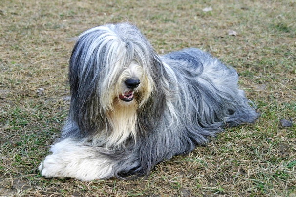 Bearded Collie Dogs Raza - Características, Fotos & Precio | MundoAnimalia