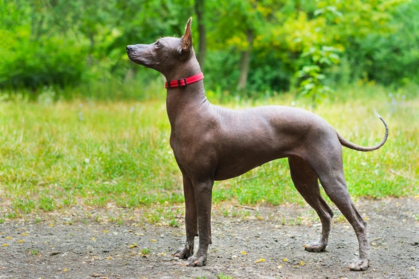Mexický naháč Dogs Informace - velikost, povaha, délka života & cena | iFauna