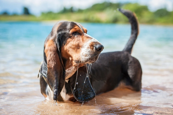 son perezosos los cachorros de otterhound