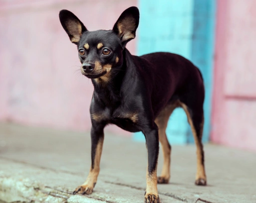 English Toy Terrier Dogs Breed - Information, Temperament, Size & Price | Pets4Homes