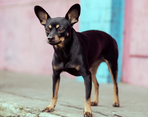 English Toy Terrier Dogs Raza - Características, Fotos & Precio | MundoAnimalia