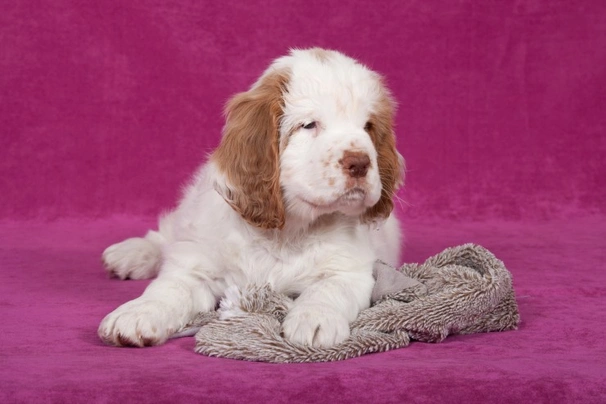 Clumber Spaniel Dogs Raza - Características, Fotos & Precio | MundoAnimalia