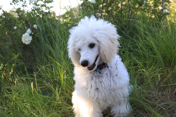 Poodle Dogs Breed - Information, Temperament, Size & Price | Pets4Homes