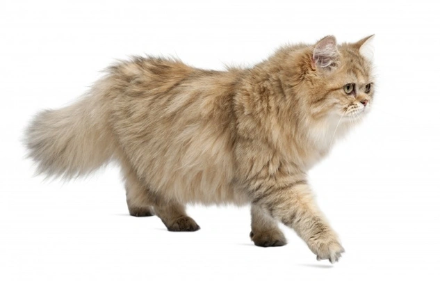 British longhair hot sale personality