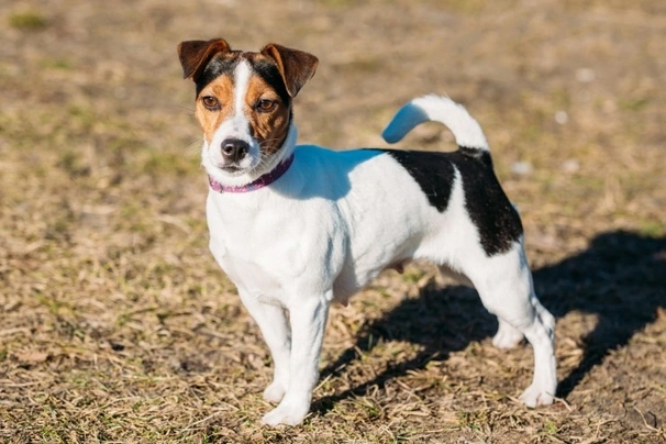 Parson Russell Terrier Dogs Breed - Information, Temperament, Size ...