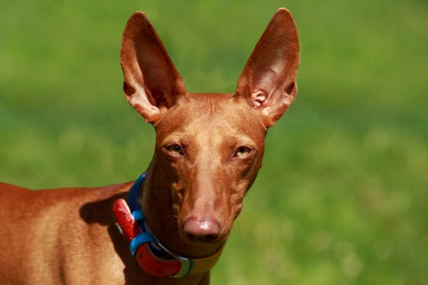 Pharaohond Dogs Ras: Karakter, Levensduur & Prijs | Puppyplaats