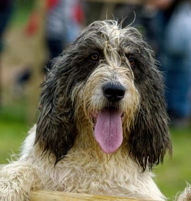 Otterhound Dogs Breed - Information, Temperament, Size & Price | Pets4Homes