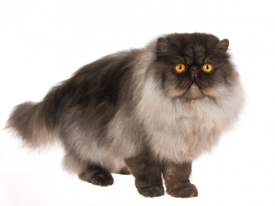 Perská kočka Cats Informace - velikost, povaha, délka života & cena | iFauna
