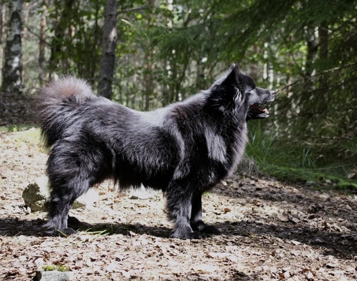 Swedish Lapphund Dogs Breed - Information, Temperament, Size & Price | Pets4Homes