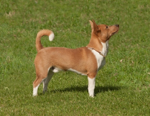 Portuguese podengo store puppies for sale