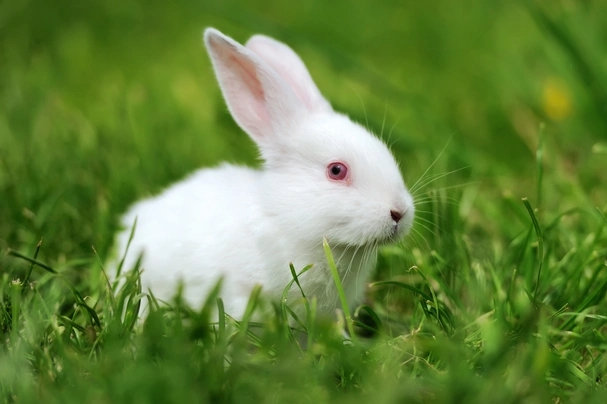 Blanc de Termonde Rabbits Breed - Information, Temperament, Size & Price | Pets4Homes