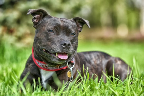Staffordshire Bull Terrier Dogs Breed | Facts, Information and Advice | Pets4Homes