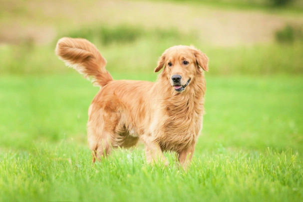 Golden Retriever Dogs Breed - Information, Temperament, Size & Price | Pets4Homes