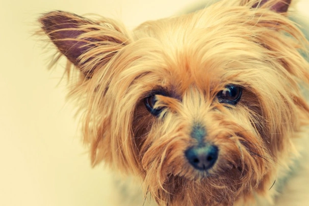 Australian Silky Terrier Dogs Breed | Facts, Information and Advice | Pets4Homes
