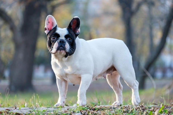 Francouzský buldoček Dogs Informace - velikost, povaha, délka života & cena | iFauna