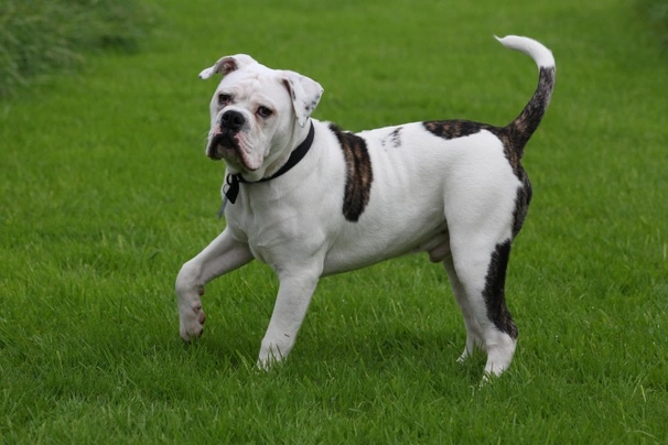 Olde English Bulldogge Dogs Raza - Características, Fotos & Precio | MundoAnimalia