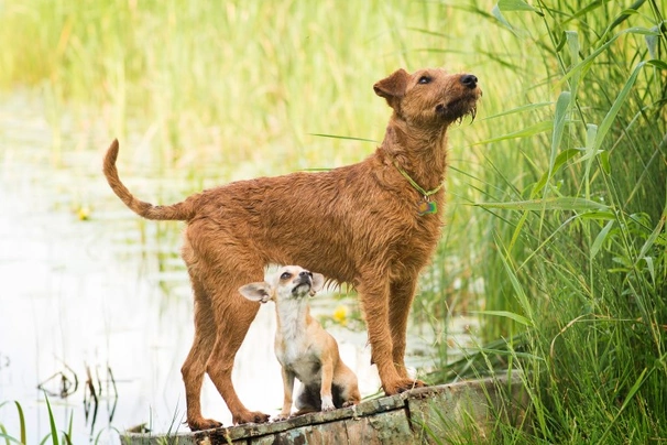 Irský teriér Dogs Informace - velikost, povaha, délka života & cena | iFauna