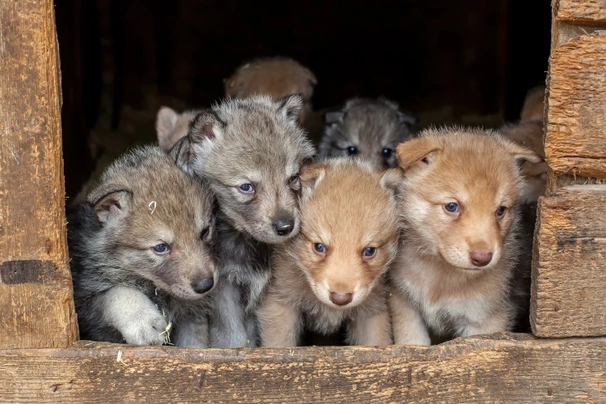 Saarloosův vlčák Dogs Plemeno / Druh: Povaha, Délka života & Cena | iFauna