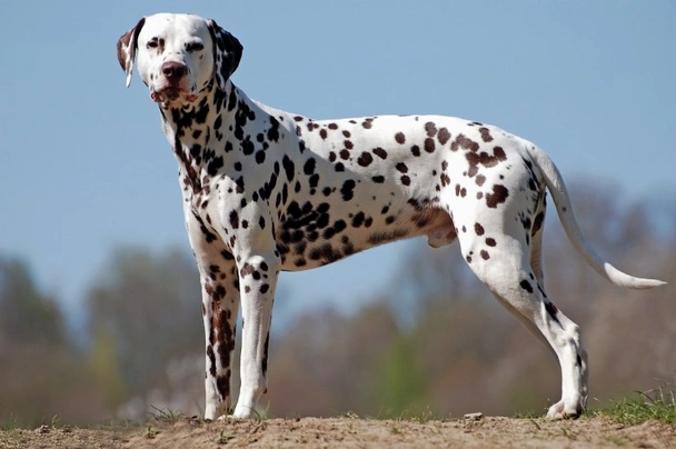 Dalmata Cani Razza - Prezzo, Temperamento & Foto