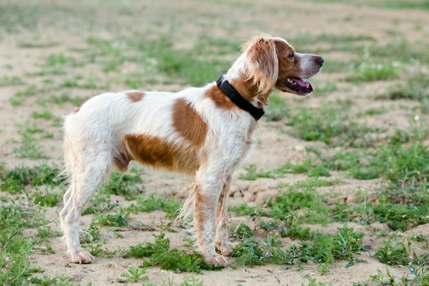 Bretaňský ohař Dogs Informace - velikost, povaha, délka života & cena | iFauna