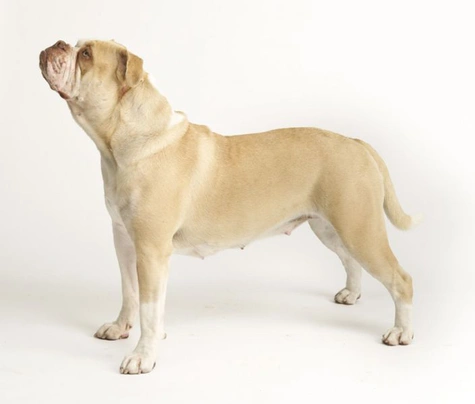 Alapaha sales dog breed