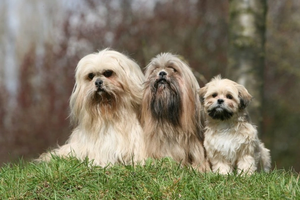 Lhasa Apso Dogs Informace - velikost, povaha, délka života & cena | iFauna