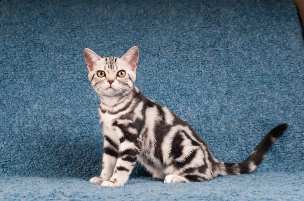 American Shorthair Cats Breed | Facts, Information and Advice | Pets4Homes