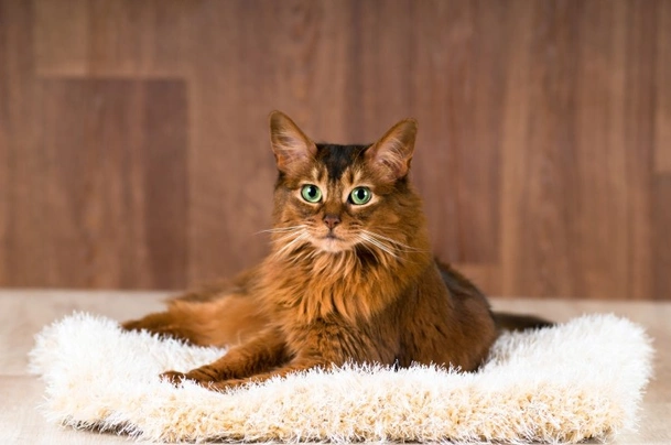 Somali cat for cheap sale near me