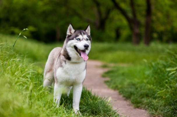 Exotic store siberian husky