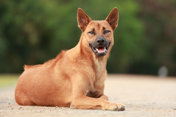 Thai Ridgeback Dog Dogs Raza - Características, Fotos & Precio | MundoAnimalia