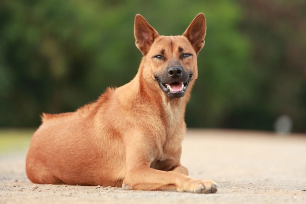 Thajský ridgeback Dogs Informace - velikost, povaha, délka života & cena | iFauna