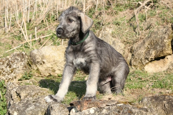 Irský vlkodav Dogs Plemeno / Druh: Povaha, Délka života & Cena | iFauna