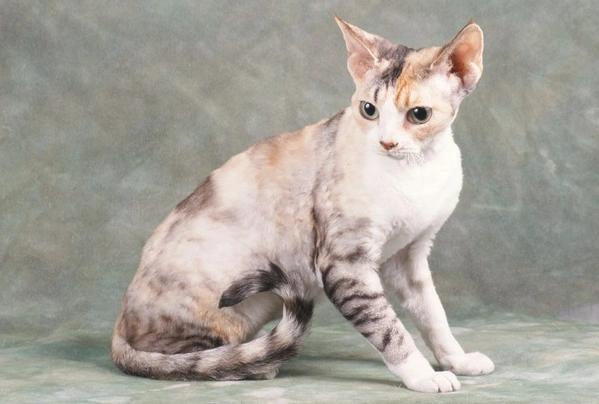 Devon Rex Cats Razza - Prezzo, Temperamento & Foto | AnnunciAnimali