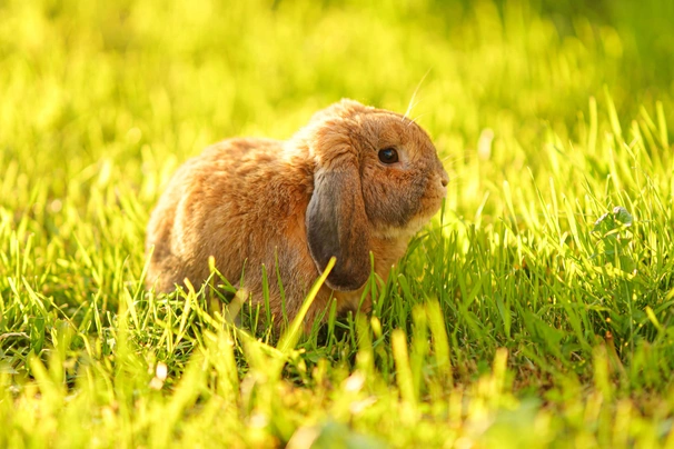 Mini Lop Rabbits Breed - Information, Temperament, Size & Price | Pets4Homes