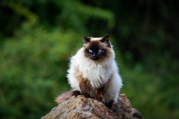 Miniature himalayan sale cat